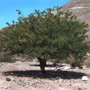 Algarrobo Arbol