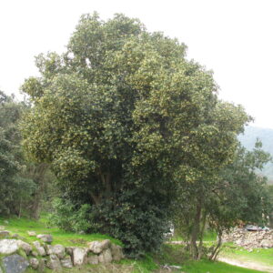 Boldo Arbol