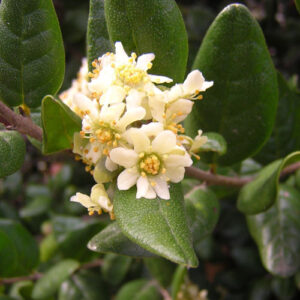 Boldo Hoja y Flor