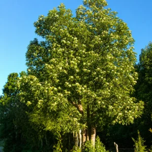 Canelo Arbol