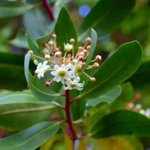 Canelo Hojas y Flor