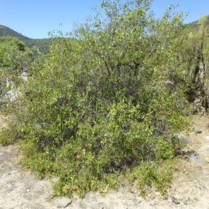 Colliguay Arbol