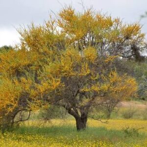 Espino Arbol