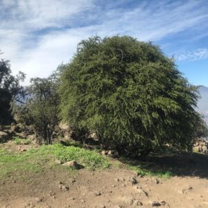 Guayacan Arbol