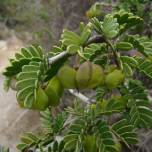 Guayacan Hoja y Semilla
