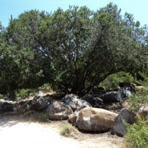 Litre Arbol