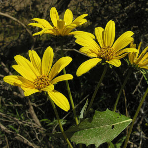 Maravilla del campo flor