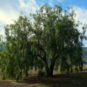 Molle Arbol