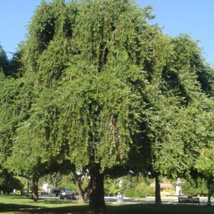 Peumo Arbol