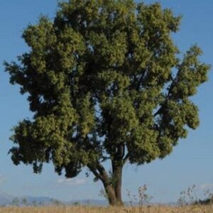 Quillay Arbol
