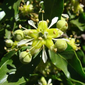 Quillay Hoja y Flor