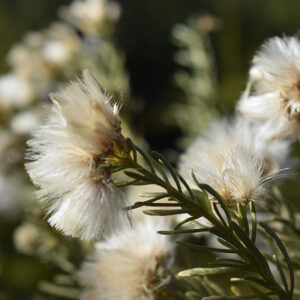 Romerillo Hojas y Flor